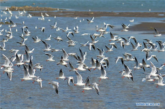 Increasing black-headed gulls arrive in Qingdao to spend winter